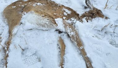 Conservation officers on the lookout after deer intentionally ran over near Maryfield - SwiftCurrentOnline.com