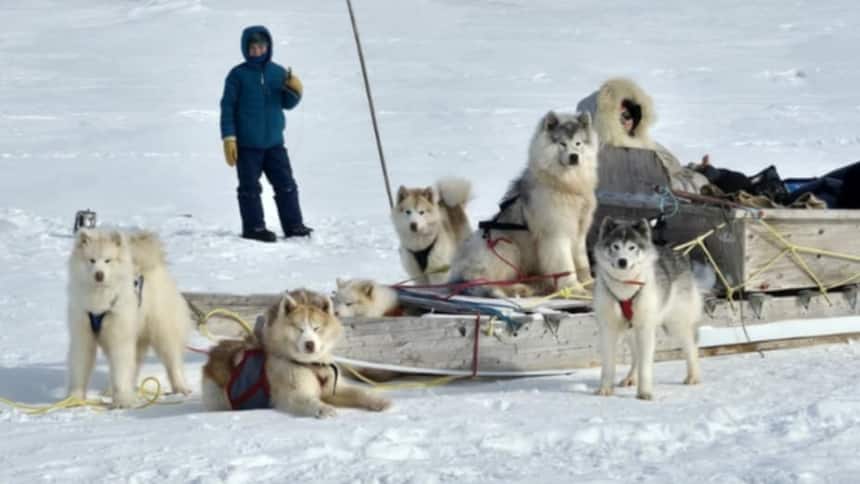 Five white dogs lay down around a wooden sled in the snow, while one person sits in the sled and another stands further back.