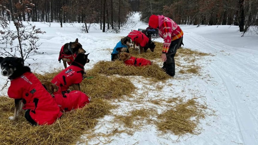 A person interacts with several dogs resting on hay in a snowy forest. Most of the dogs are wearing red vests, while one dog is in a blue vest.