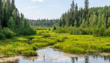 A large pond with green growth on the banks and trees on the edges.