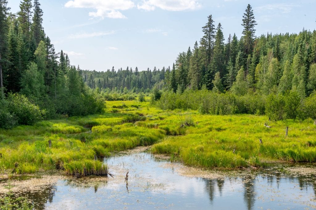 A large pond with green growth on the banks and trees on the edges.