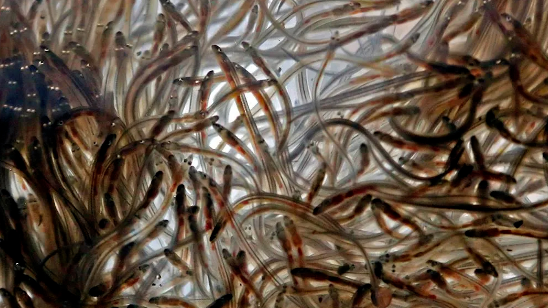 Click to play video: 'Tensions resurface in Maritime elver fishery'