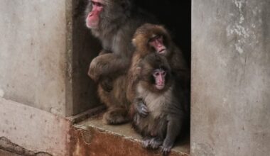 Punch the orphan macaque is outgrowing his plushie and making friends - CTV News