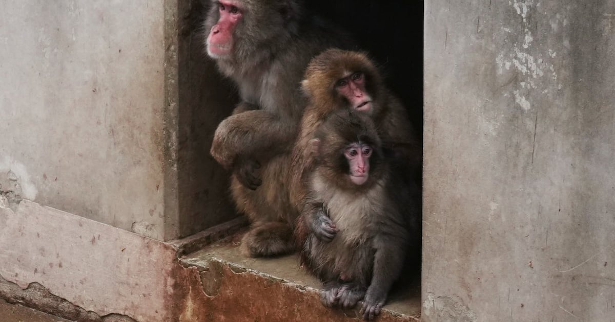Punch the orphan macaque is outgrowing his plushie and making friends - CTV News