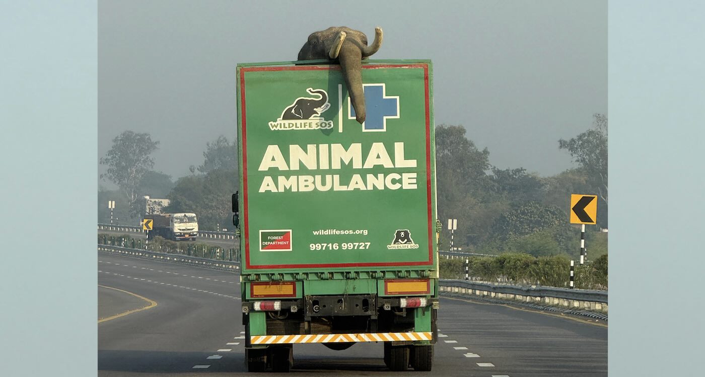 New Elephant Ambulance Marks Inaugural Rescue, Bringing 27-year-old to Hospital with Leg Injury