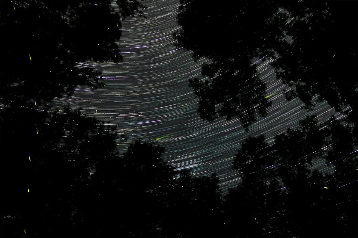 Firefly swarm at night