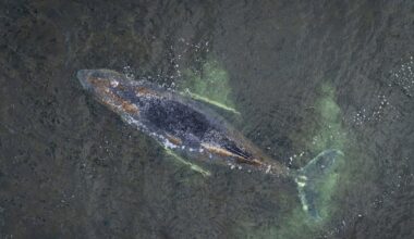 ‘Timmy’ the humpback whale struggles to escape shallow waters off Germany’s Baltic coast