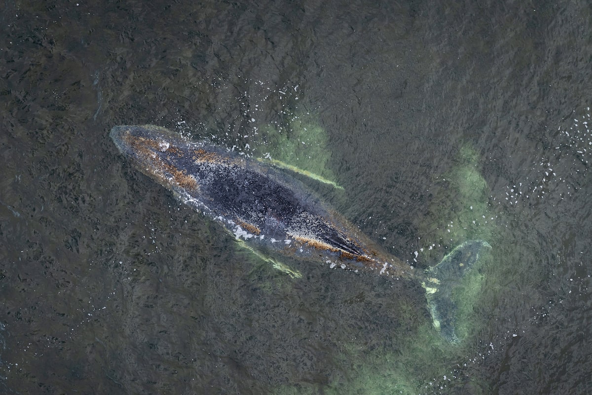 ‘Timmy’ the humpback whale struggles to escape shallow waters off Germany’s Baltic coast