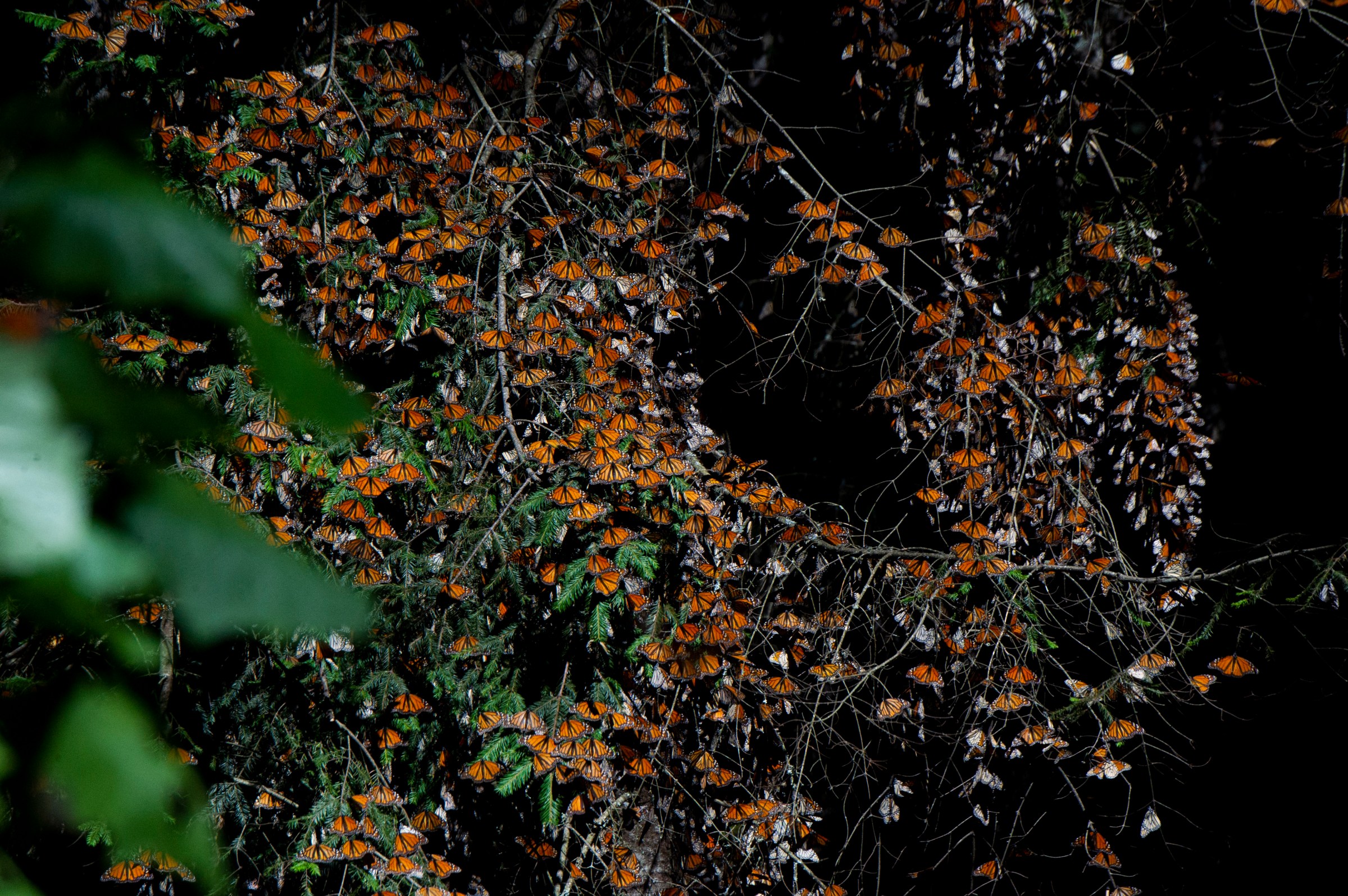Tons of monarch butterflies aggregate on oyamel fir trees