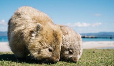 Wombats on Maria Island