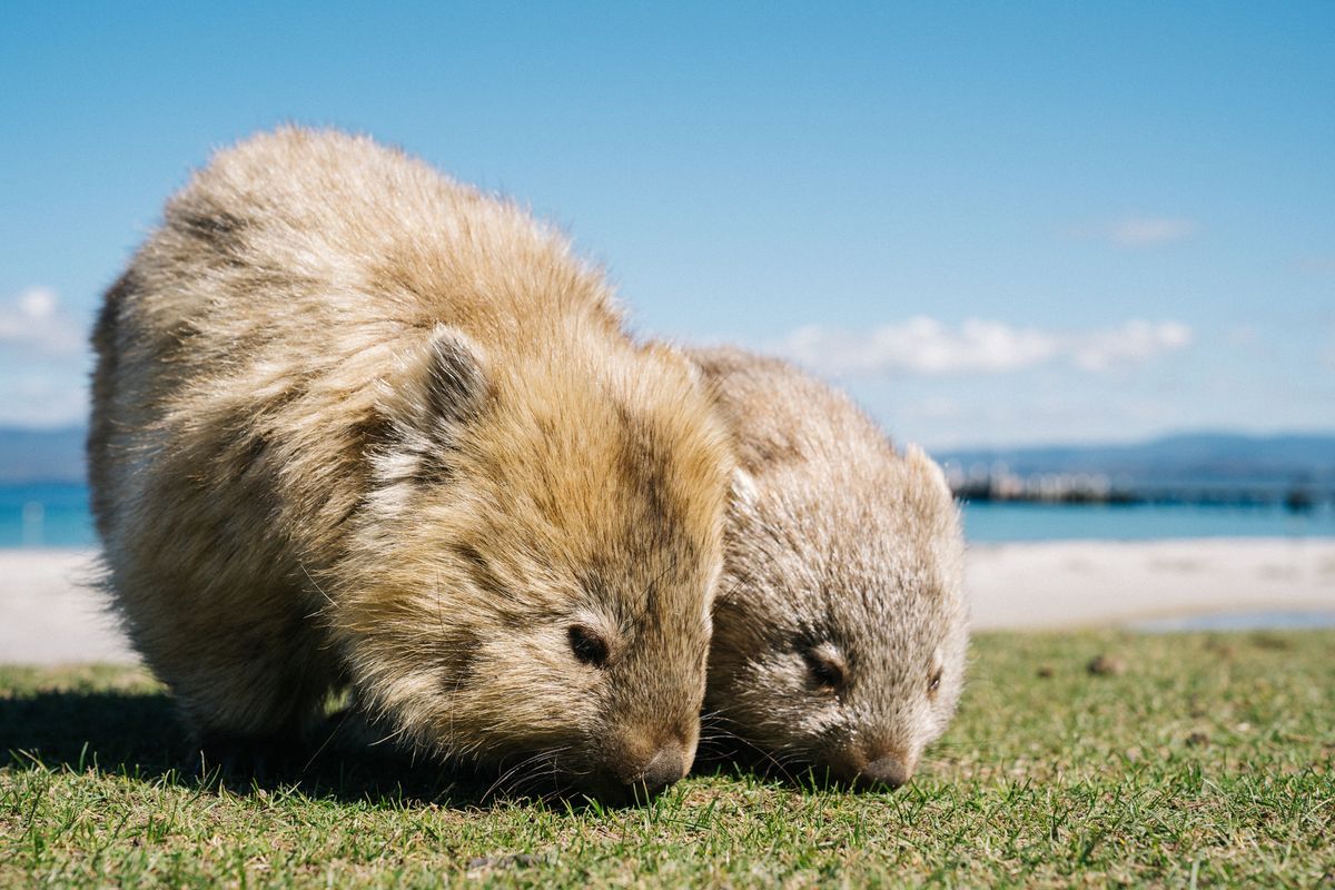 Wombats on Maria Island