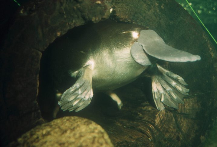 Platypus