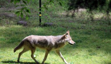 What To Do (And Not Do) If A Coyote Shows Up In Your Yard