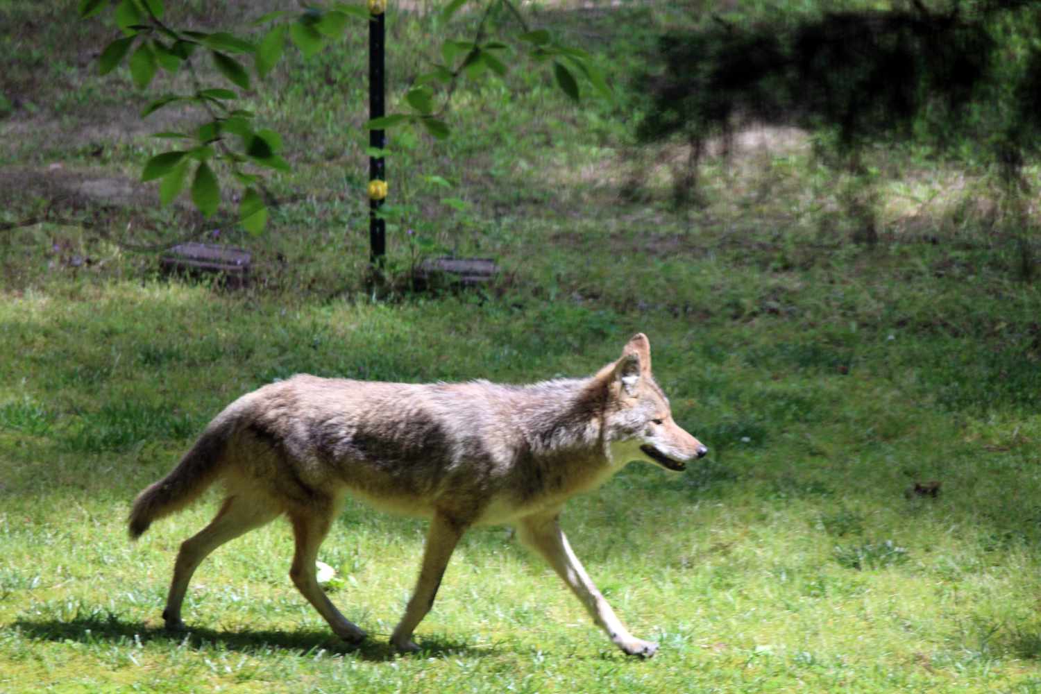What To Do (And Not Do) If A Coyote Shows Up In Your Yard