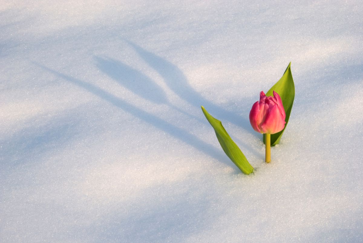 Weather forecast for April 2026 in Montreal