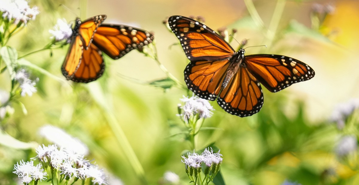 Monarch butterflies in Mexico forests rebounded slightly this year