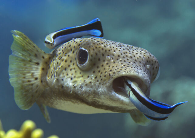 Tiny Fish Show Astonishingly Mammal-Like Intelligence in Mirror Experiments