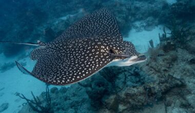 Man Saves Stingray, Narrowly Avoids Nasty Sting