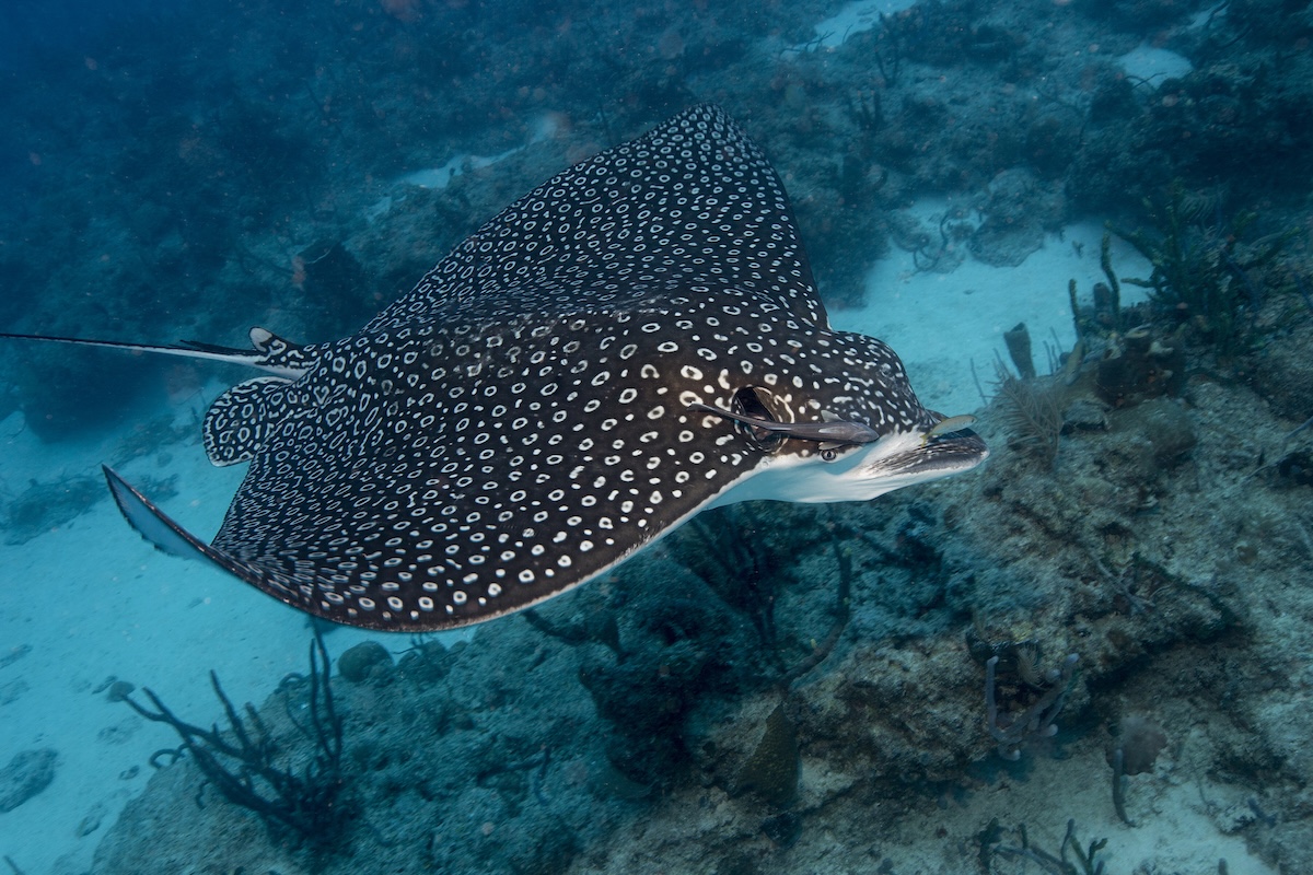 Man Saves Stingray, Narrowly Avoids Nasty Sting