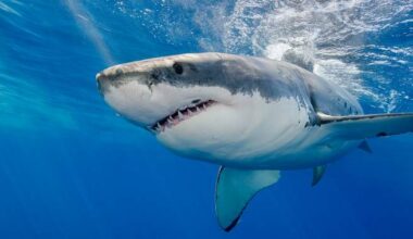 Great white shark ‘pinged’ off the coast of Vancouver Island