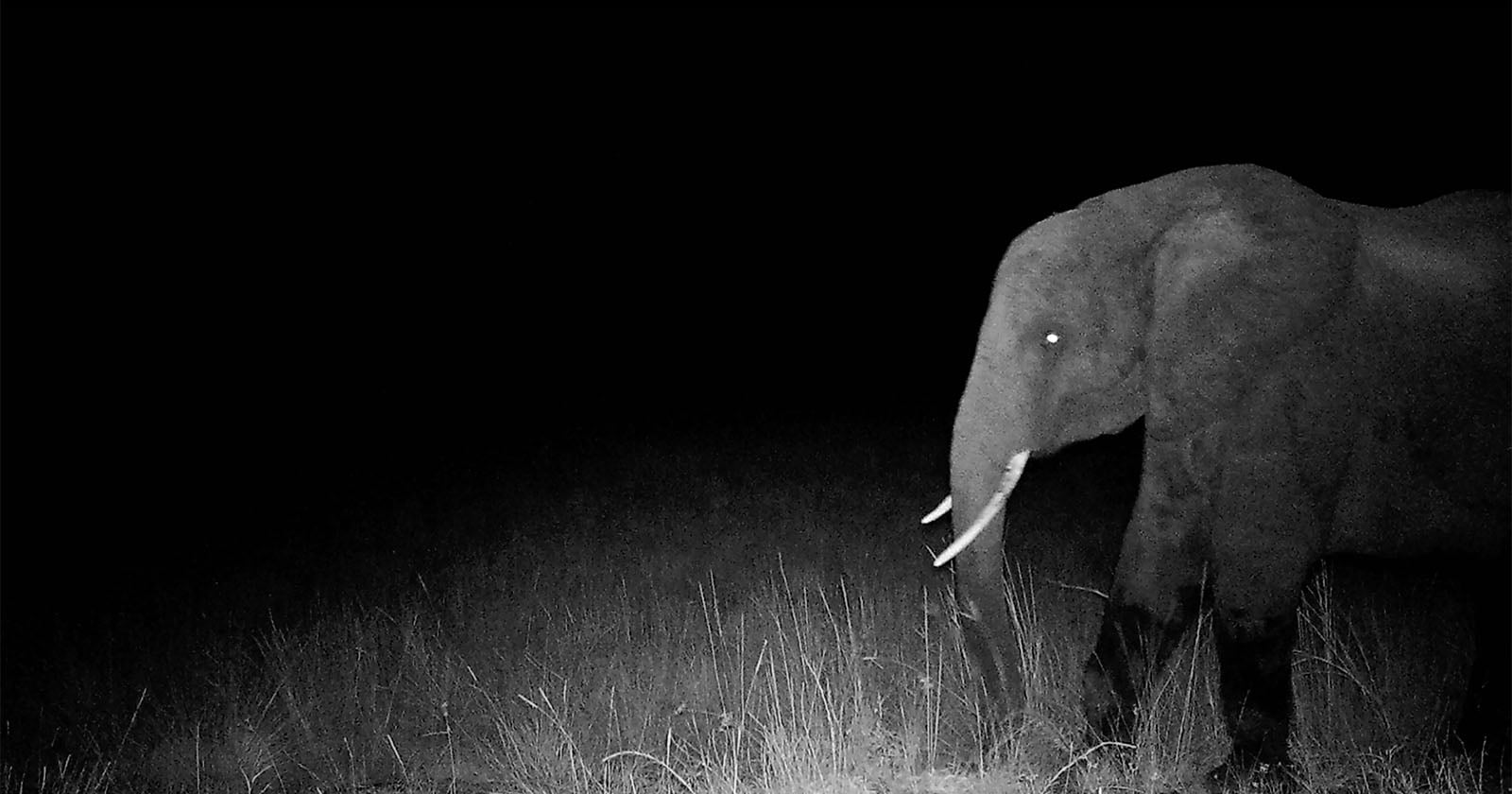 A black and white night photo shows an elephant with visible tusks walking through tall grass, illuminated by a camera flash against a dark, empty background.