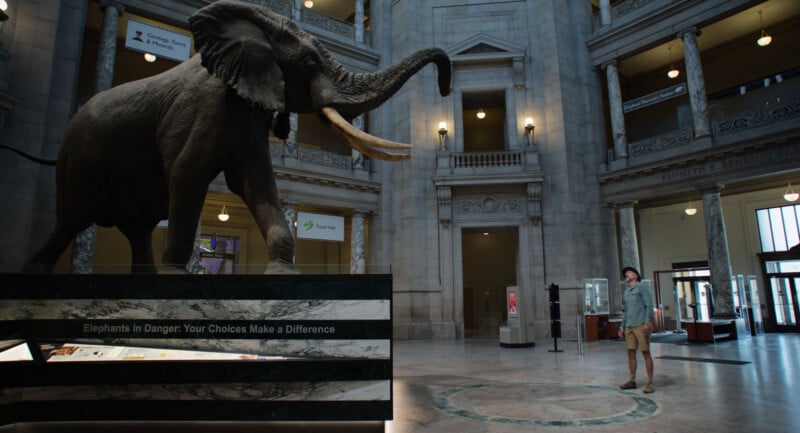 A man stands inside a grand museum lobby, looking up at a large, lifelike elephant statue. The display is titled “Elephants in Danger: Your Choices Make a Difference.” Marble columns and balconies surround the space.