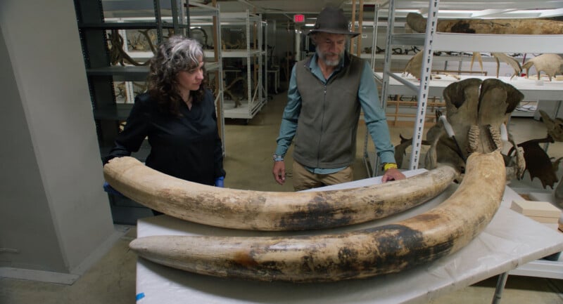 Two people stand in a storage room examining two large, curved tusks laid out on a table. Shelves with bones and fossils are visible in the background.
