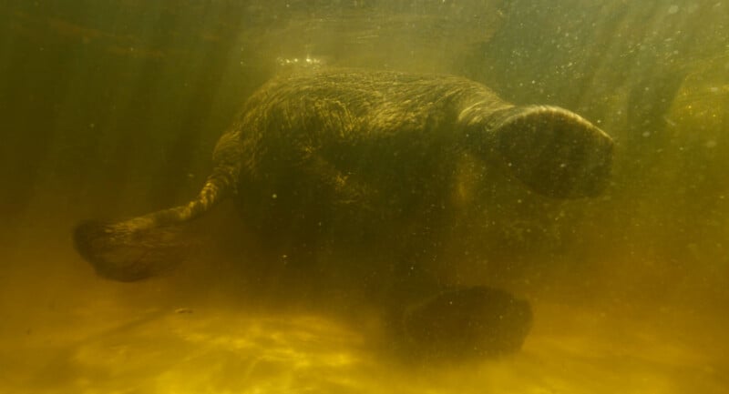 A manatee is swimming underwater in murky, yellowish water, with its large flippers and tail visible as it moves away from the camera. Sunlight filters through, creating a hazy, golden glow.