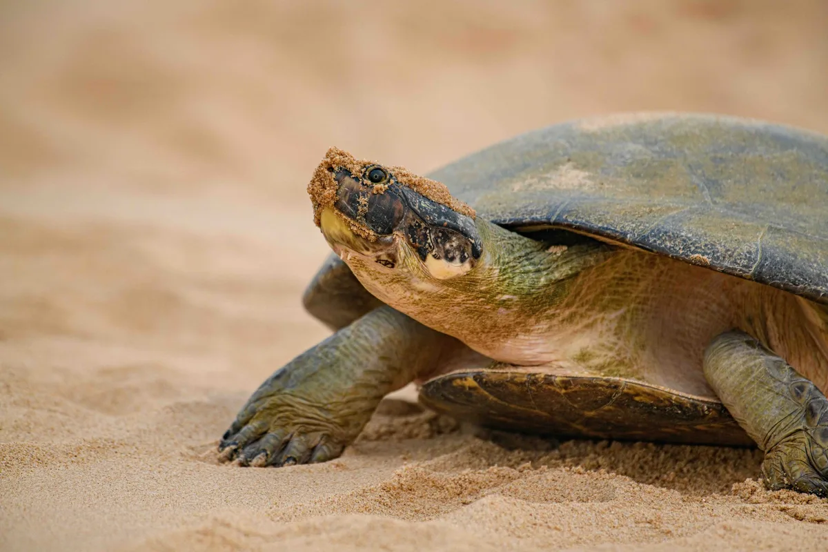 Giant South American river turtle