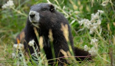 Gob the Vancouver Island marmot journeys back to breeding centre after release