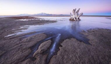 Great Salt Lake Just Revealed A New Animal