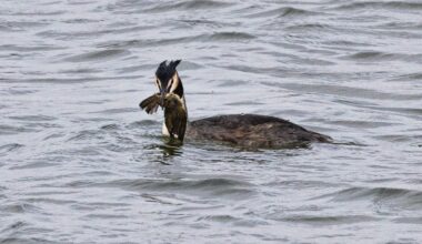 Great crested grebe eating chiffchaff