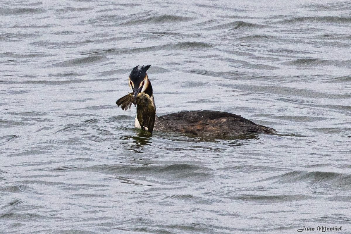 Great crested grebe eating chiffchaff
