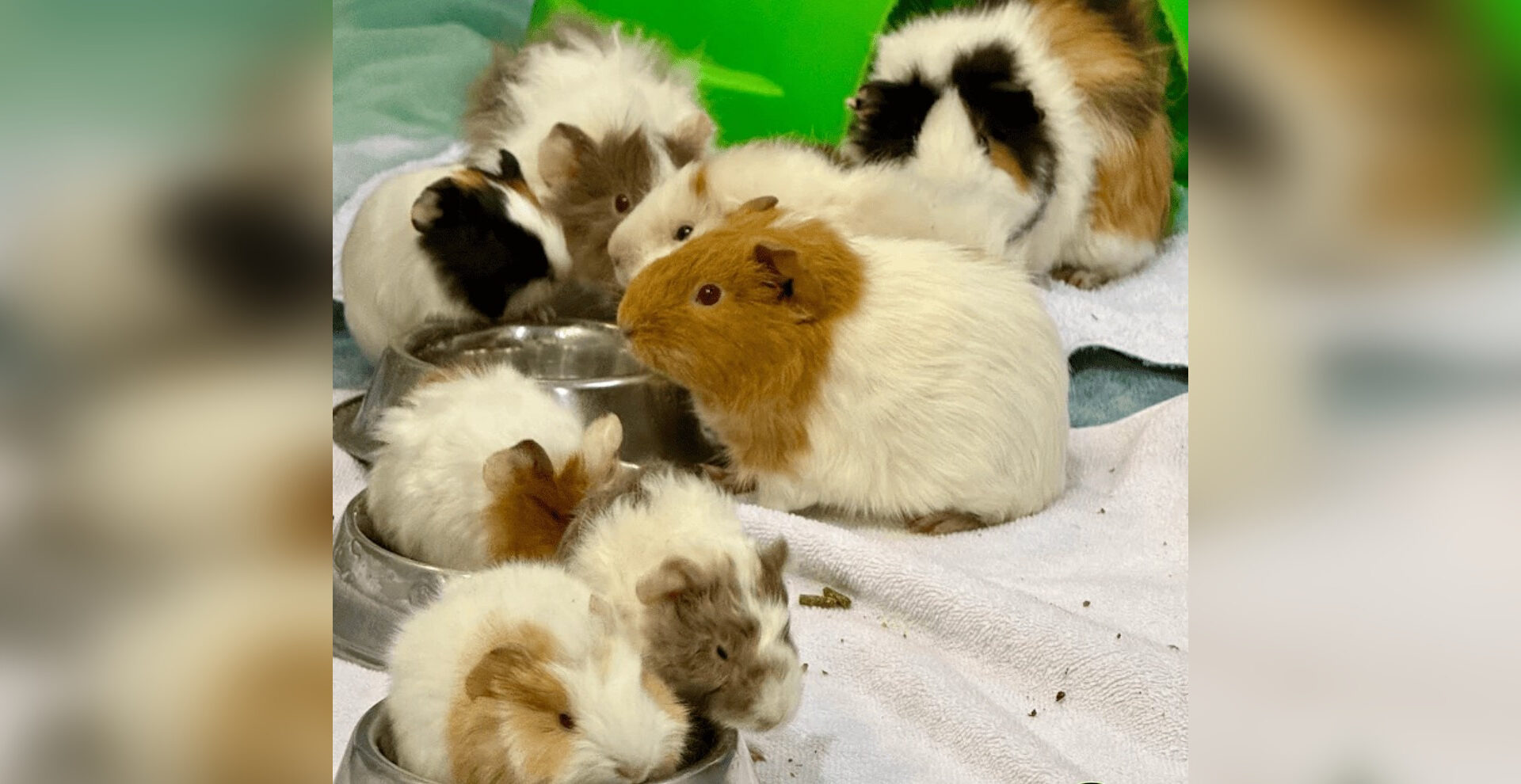 Calgary’s AARCS asking for support after taking in 50 Guinea pigs