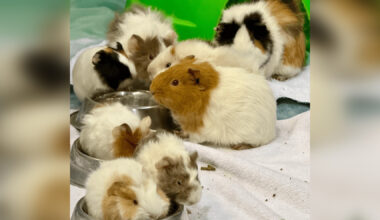 Calgary’s AARCS asking for support after taking in 50 Guinea pigs