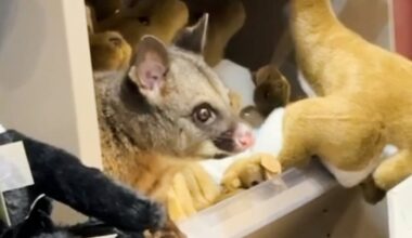 Possum appears among plush toy animals in airport gift shop - CTV News