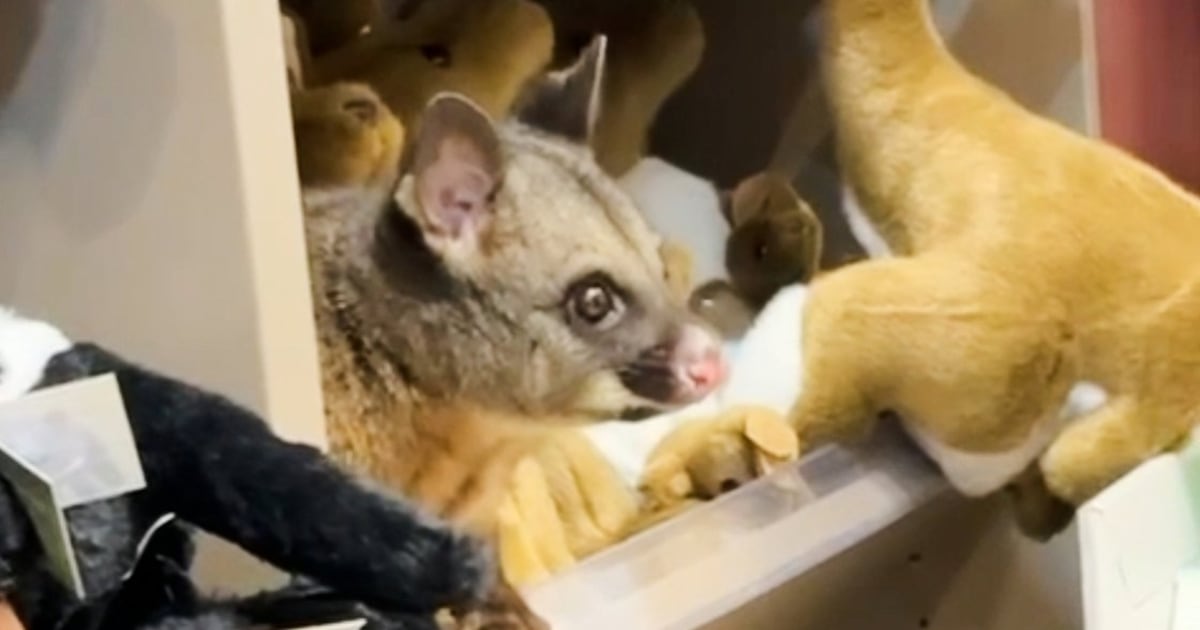 Possum appears among plush toy animals in airport gift shop - CTV News