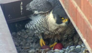 Hamilton's Peregrine Falcons lay first eggs of the 2026 nesting season