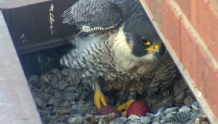 Hamilton's Peregrine Falcons lay first eggs of the 2026 nesting season