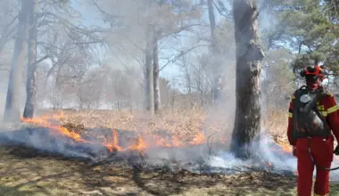 Toronto to conduct controlled fires in High Park and Lambton Park