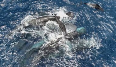 Scientists captured female sperm whales on video working together during a birth to protect the calf - CTV News