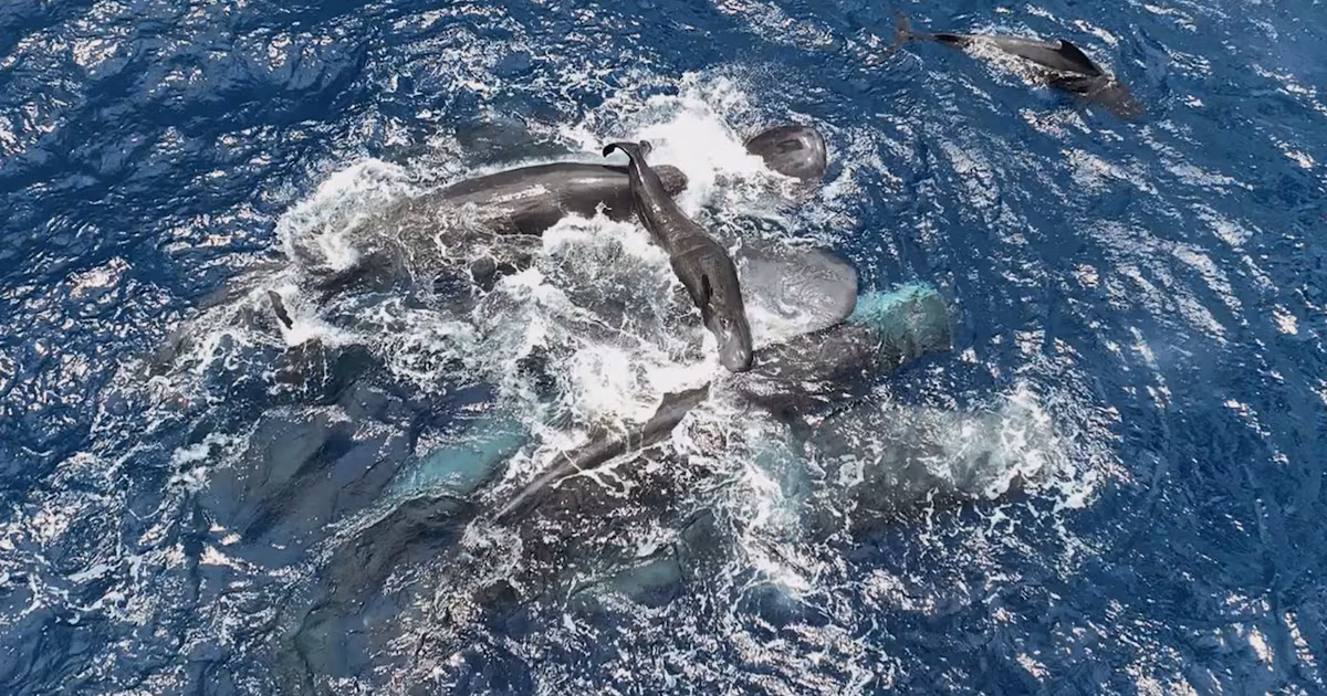 Scientists captured female sperm whales on video working together during a birth to protect the calf - CTV News