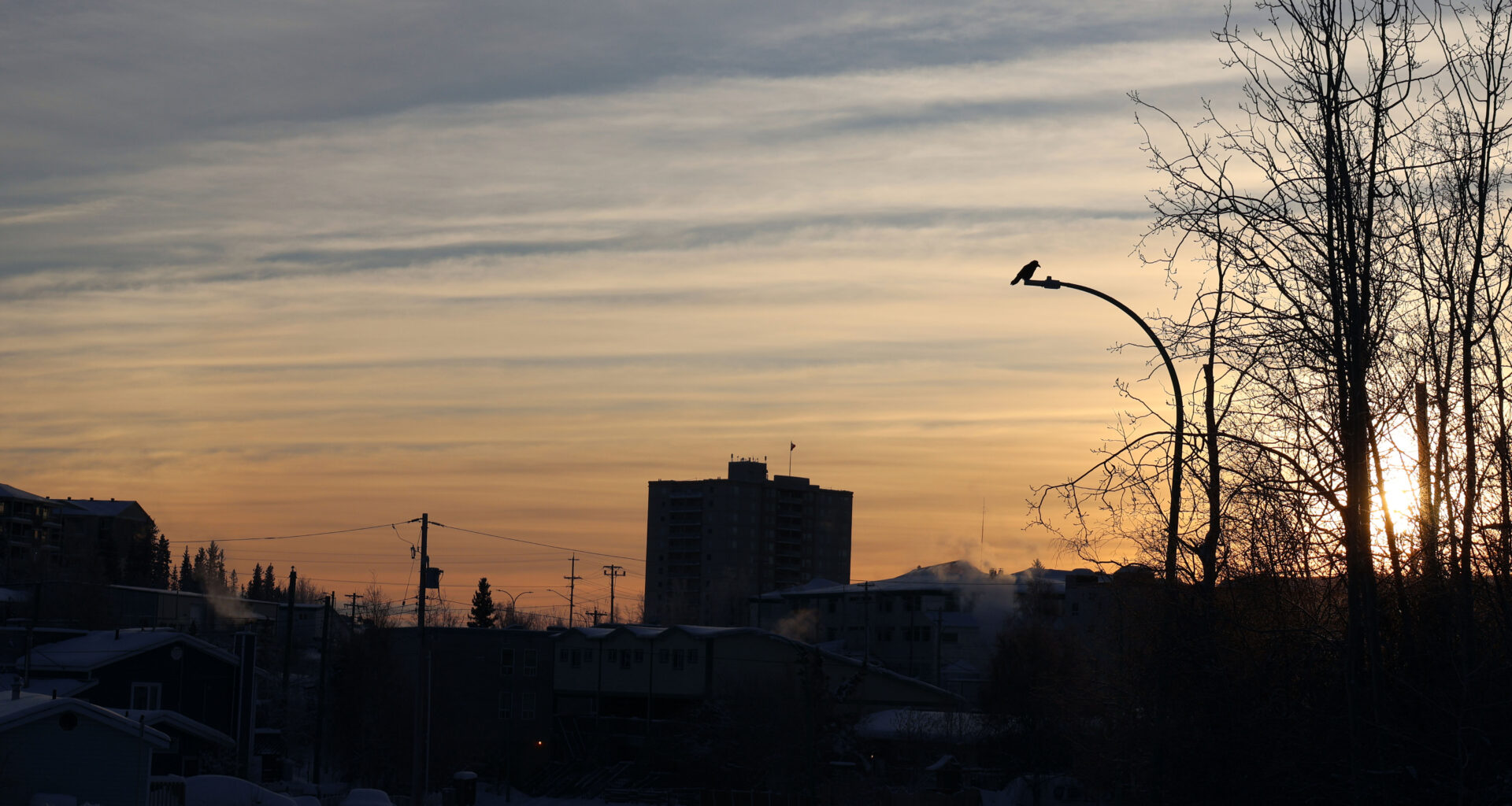 Bird flu detected in two Yellowknife ravens