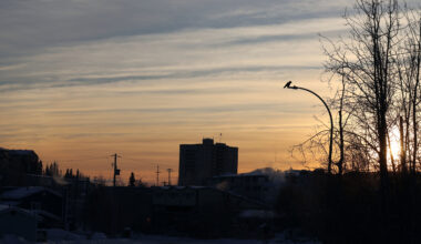 Bird flu detected in two Yellowknife ravens
