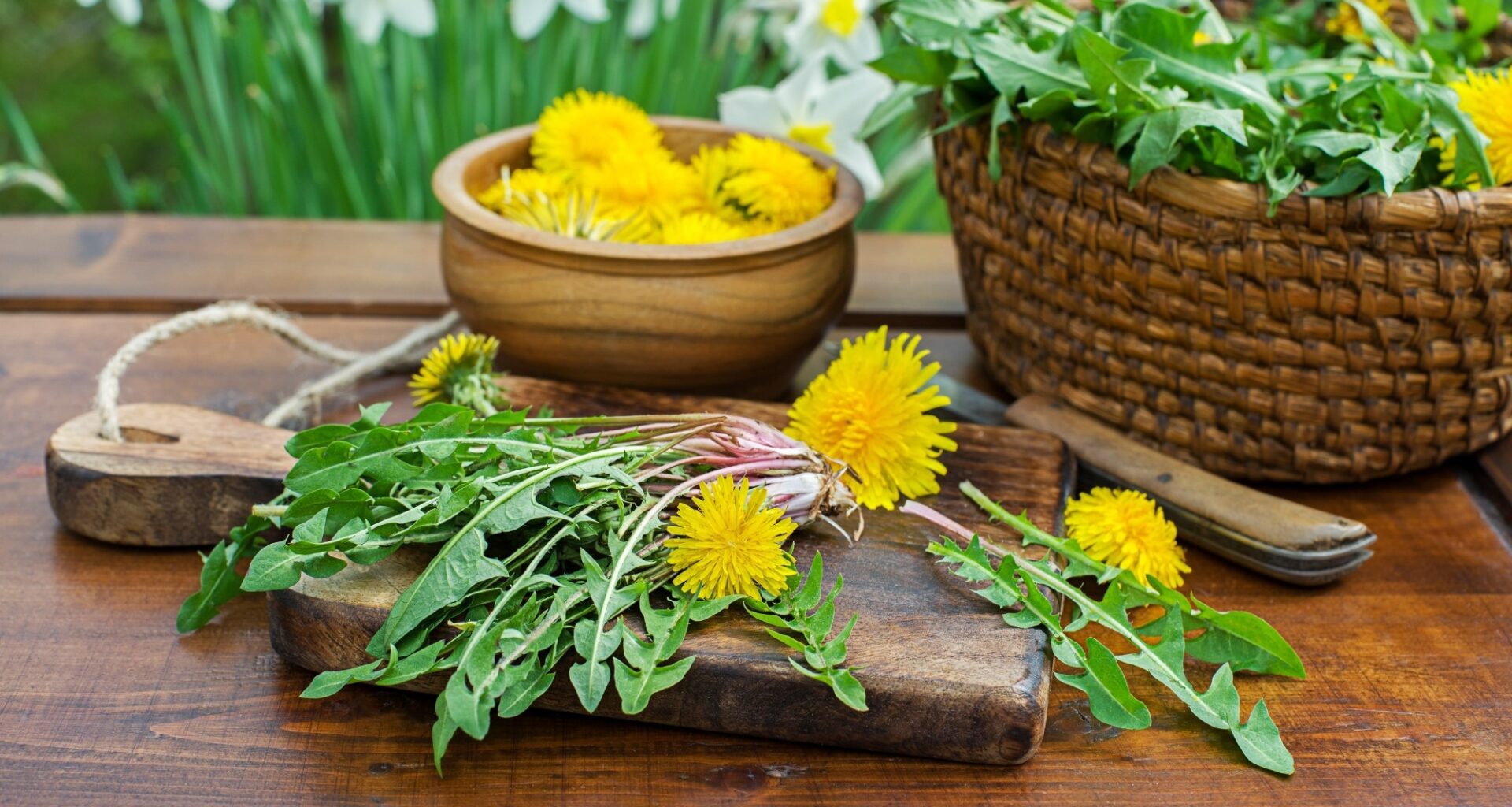 Dandelion. Picked fresh dandelion leaves and yellow flowers in home garden