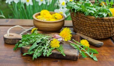 Dandelion. Picked fresh dandelion leaves and yellow flowers in home garden