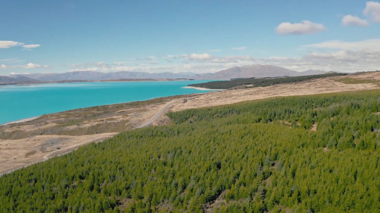 New Zealand faces an encroachment of invasive pine trees that are reducing water levels in river basins; the government is investing millions to control the wilding conifers.