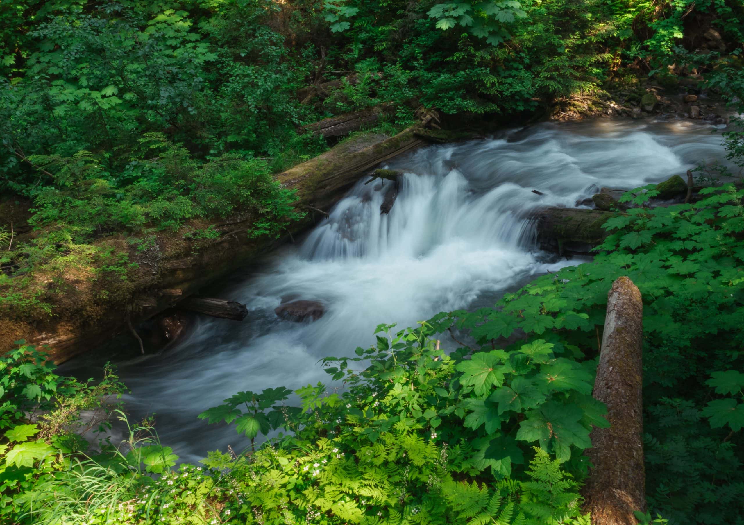 Rainbow Creek in the old-growth inland temperate rainforest