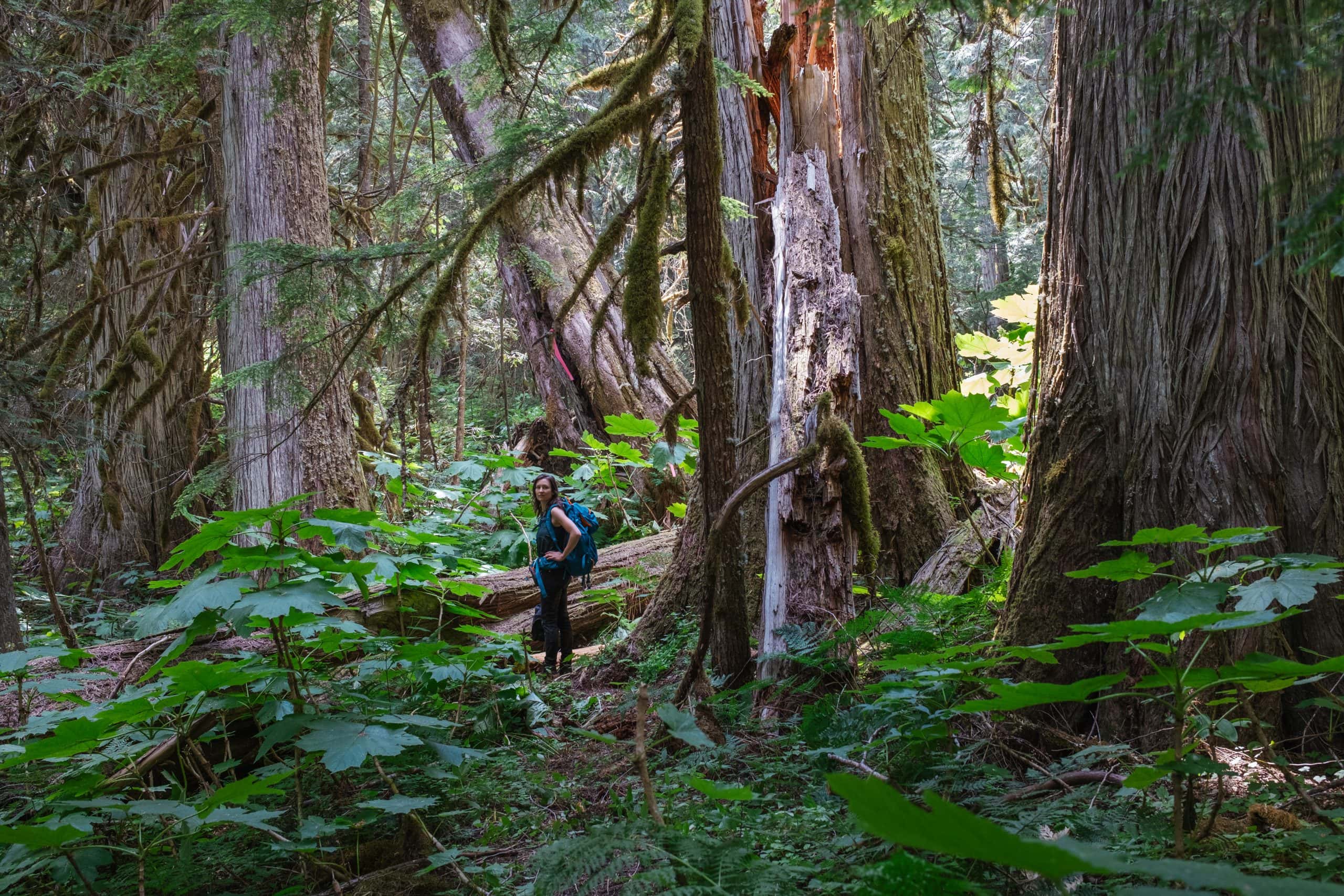 Biologist Amber Peters from Valhalla Wilderness Society stands in old-growth in the proposed Rainbow-Jordan wilderness park