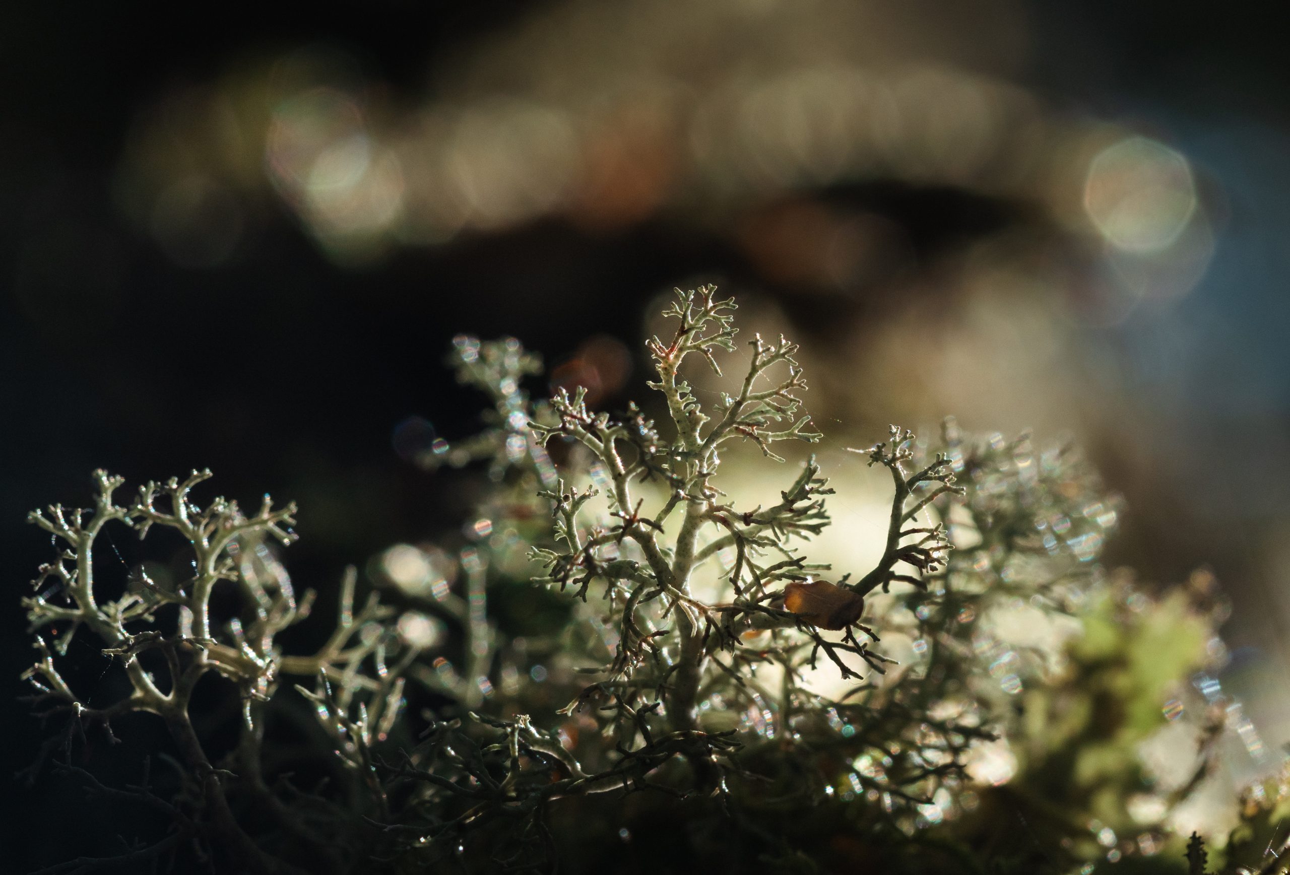 lichen in the Fisby Valley in B.C.'s old-growth inland temperate rainforest
